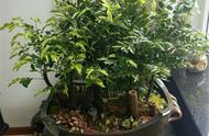 无需过多照料的小叶紫檀：懒人植物养成指南