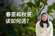 春茶与秋茶：哪个更美味？