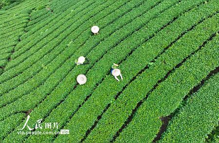 广西昭平：秋茶飘香，采摘正忙