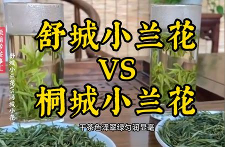 舒城小兰花与桐城小兰花：口感之争，谁更胜一筹？