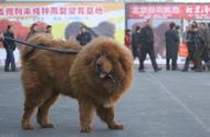 东方神兽：藏獒，守护你的顶级护卫犬