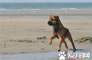 边境梗训练秘籍大公开：让你的爱犬成为听话小能手