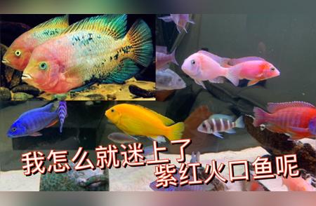 紫红火口鱼：为何让人着迷？