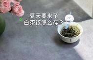 白茶的夏季储存指南：4个细节，南北皆适用