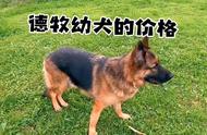 德牧幼犬价格大揭秘：市场分析与购买指南