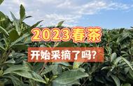 春茶季来临，绿茶、白茶、红茶、岩茶、普洱茶你准备好了吗？