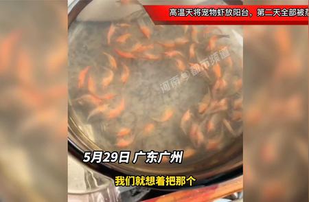 高温天气下宠物虾的生死瞬间：阳台上的悲剧