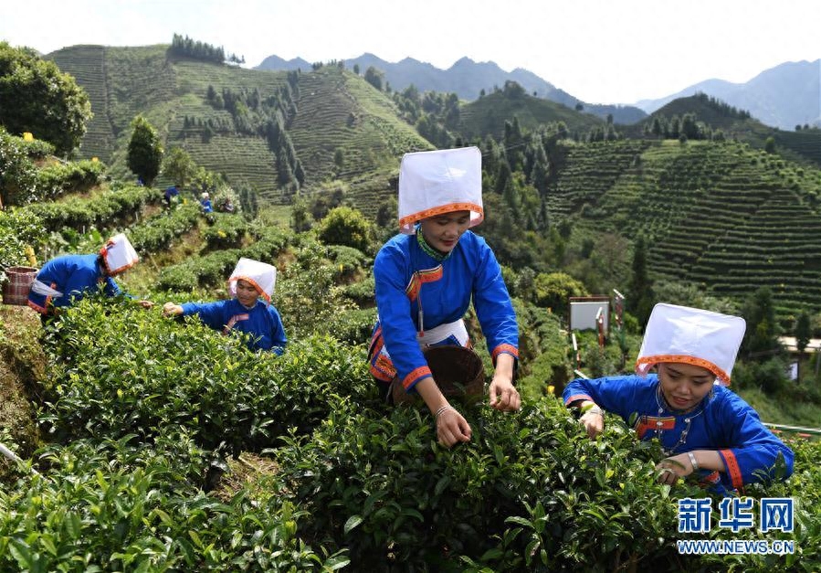 秋茶飘香大瑶山