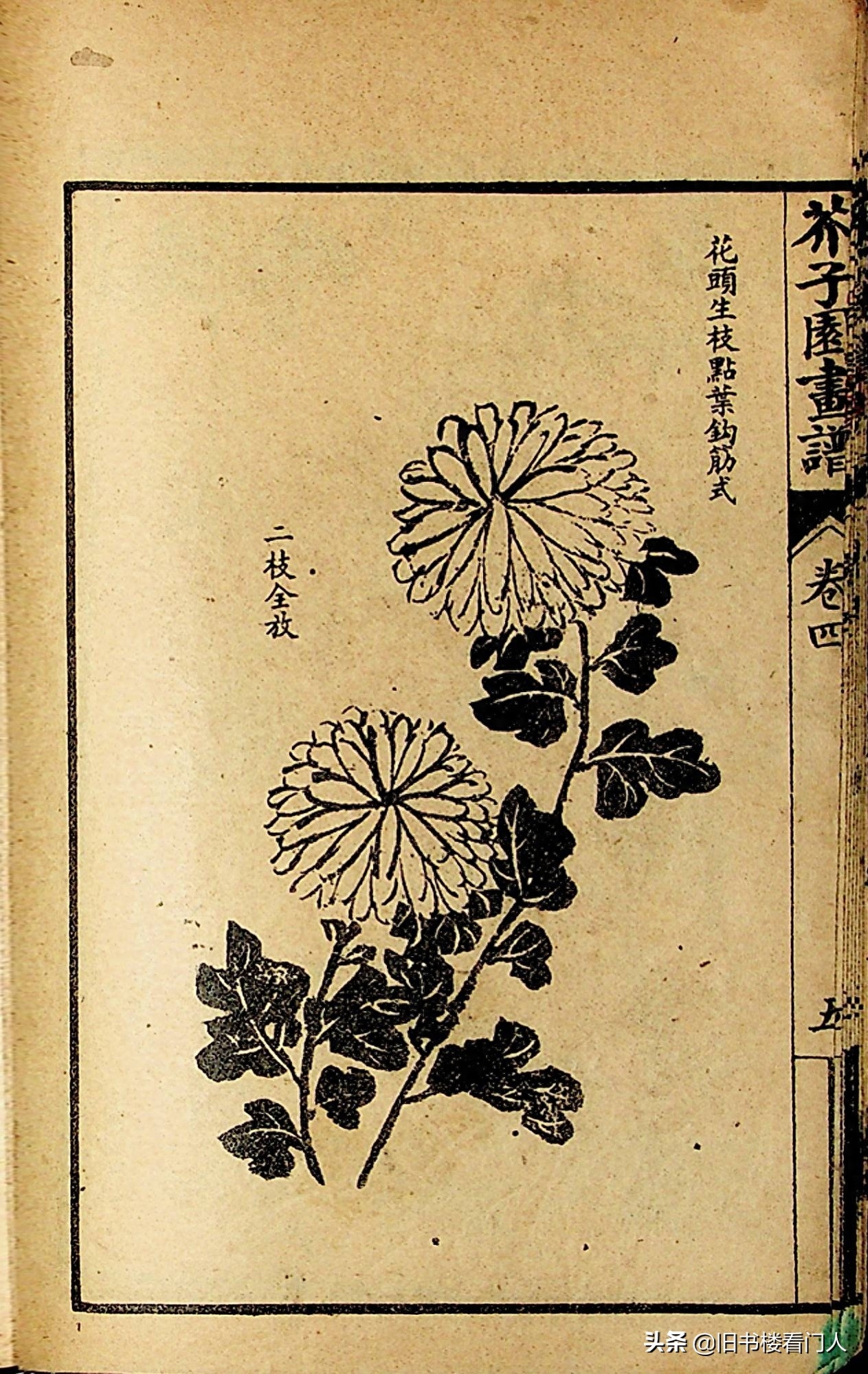 艺术类学画必修之书－《芥子园画谱·菊谱》