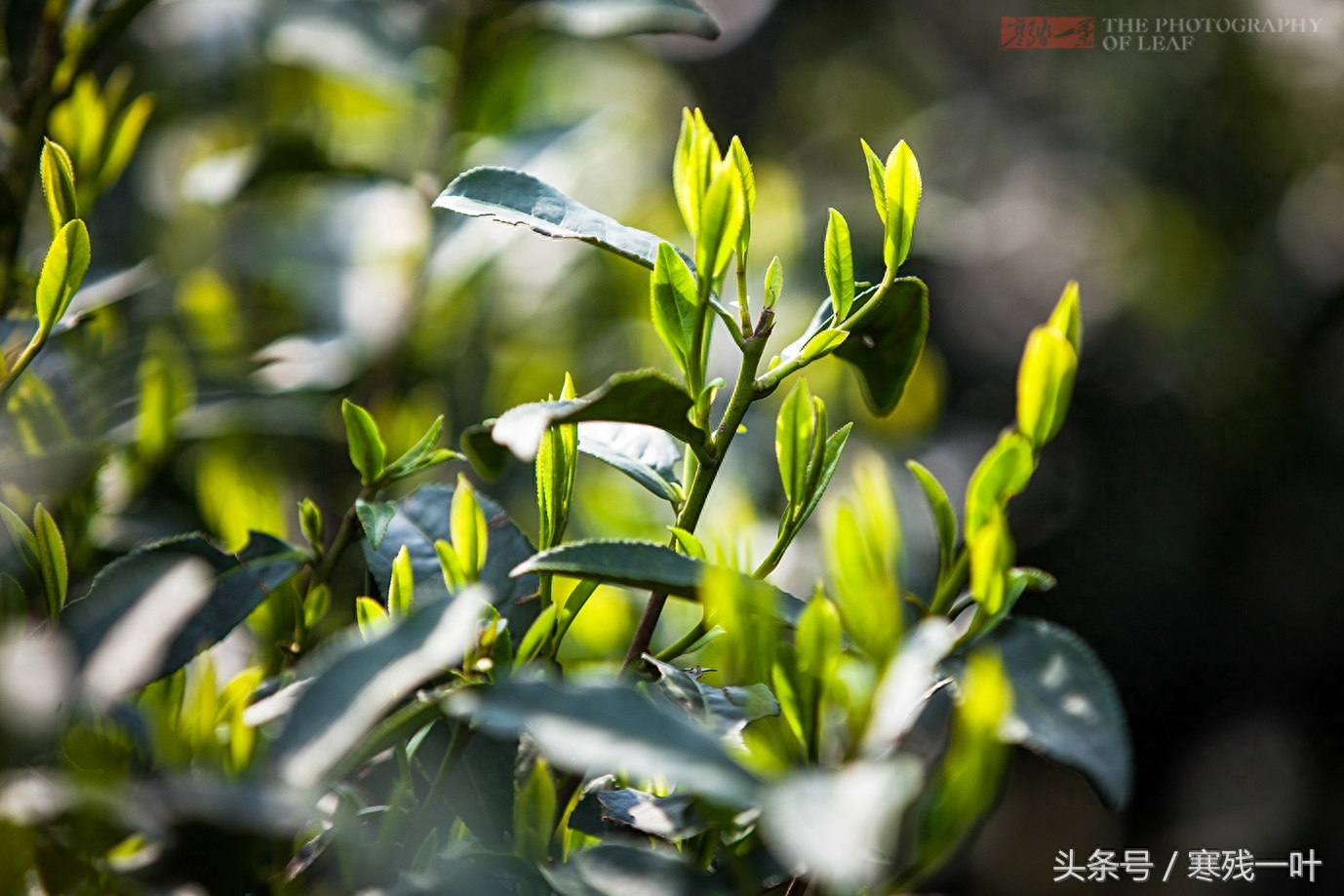 这才是真正的西湖龙井，景区买的是龙井茶，价格相差很多别被骗了